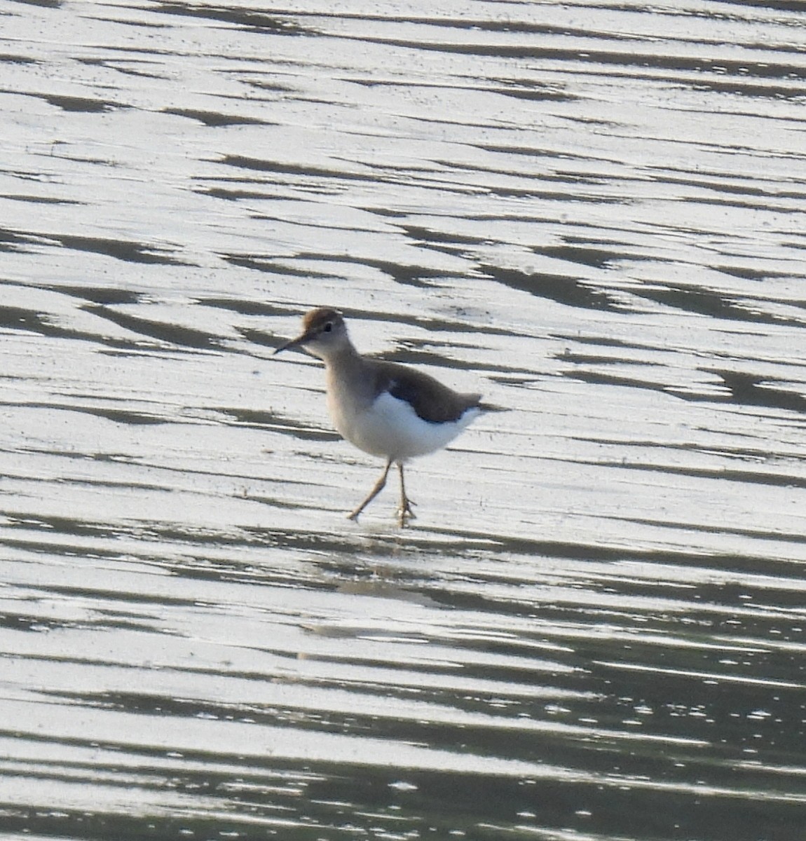 Green Sandpiper - ML645978281