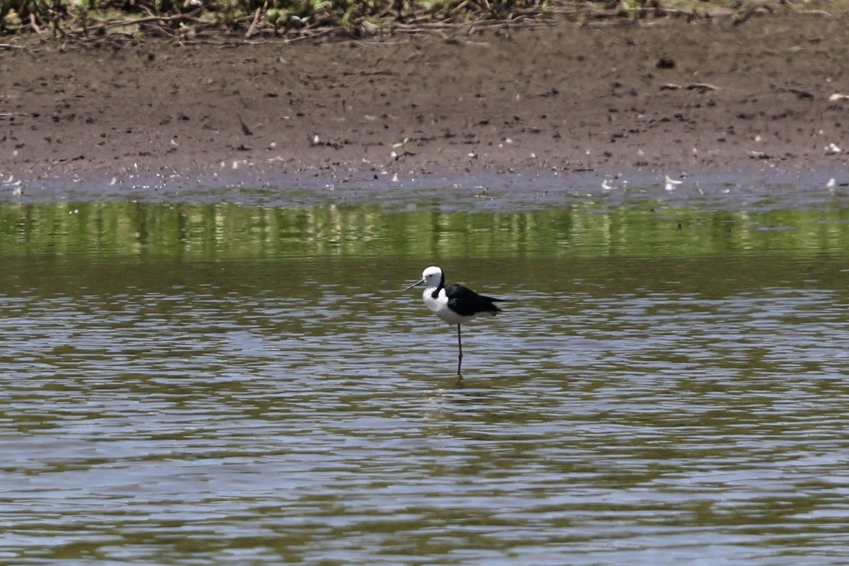 Pied Stilt - ML645978282