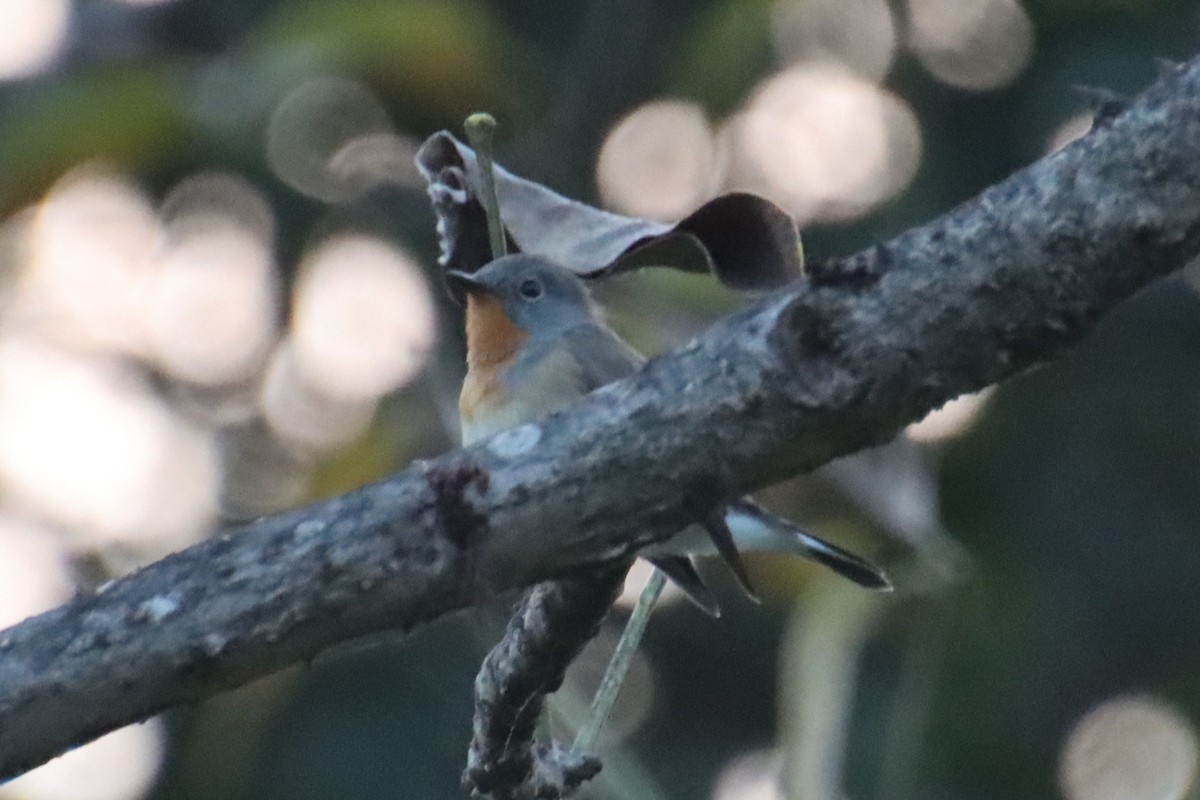 Red-breasted Flycatcher - ML645978283