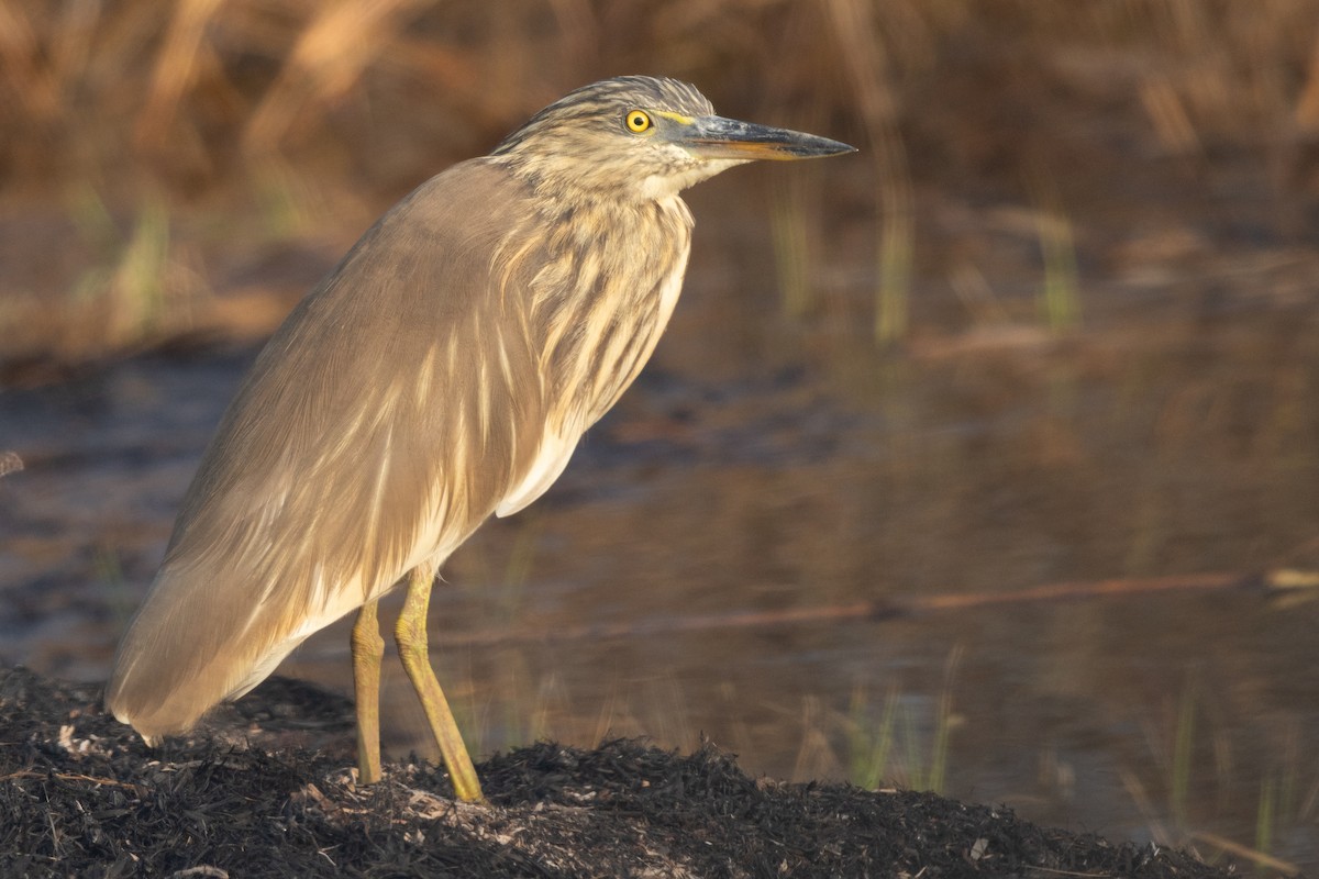 Indian Pond-Heron - ML645978284