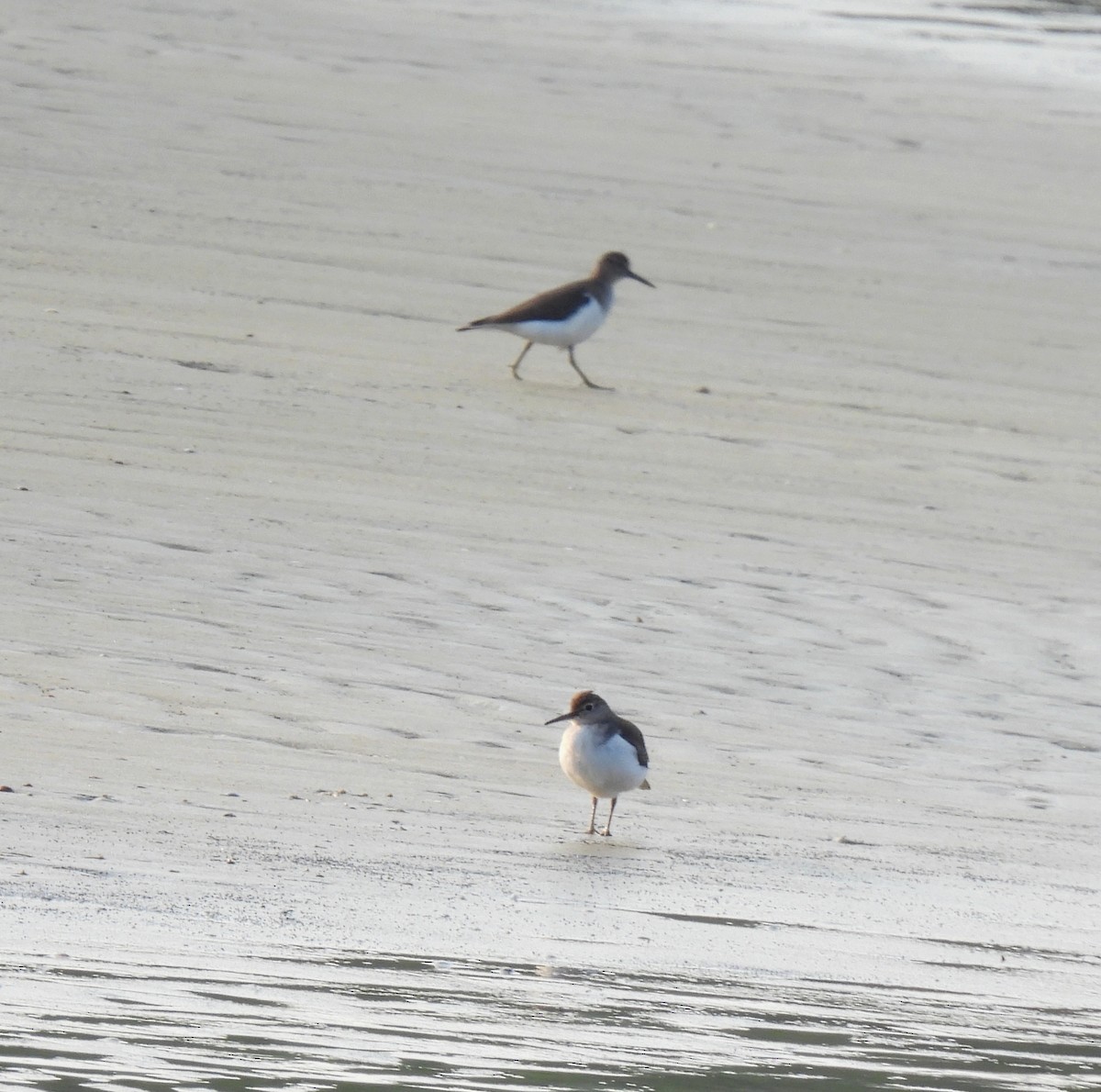 Common Sandpiper - ML645978285