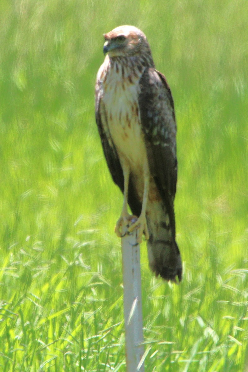 Black-shouldered Kite - ML645978286