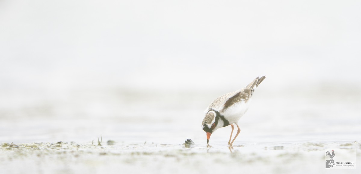 Black-fronted Dotterel - ML645978288
