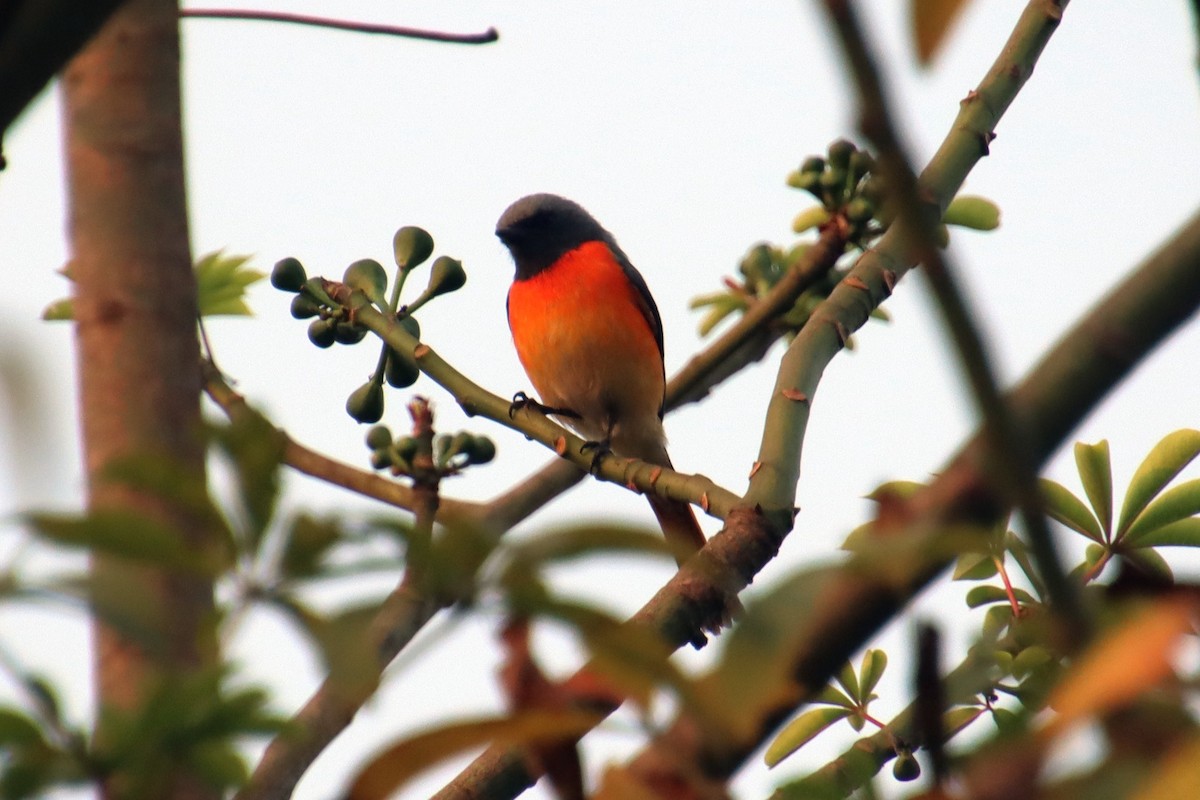 Small Minivet - ML645978289