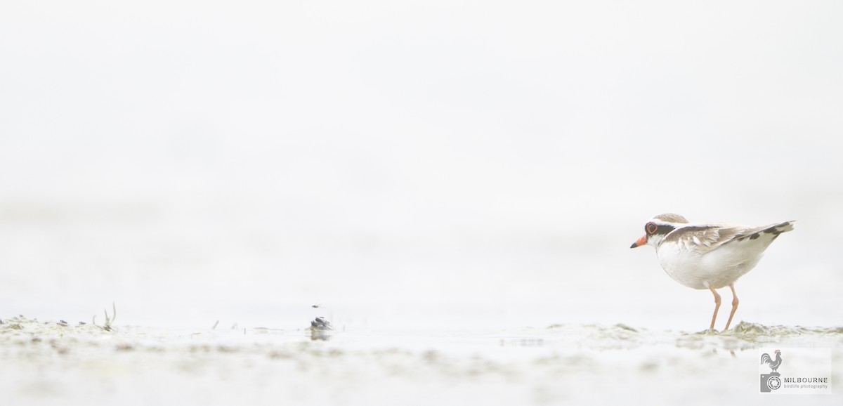 Black-fronted Dotterel - ML645978291