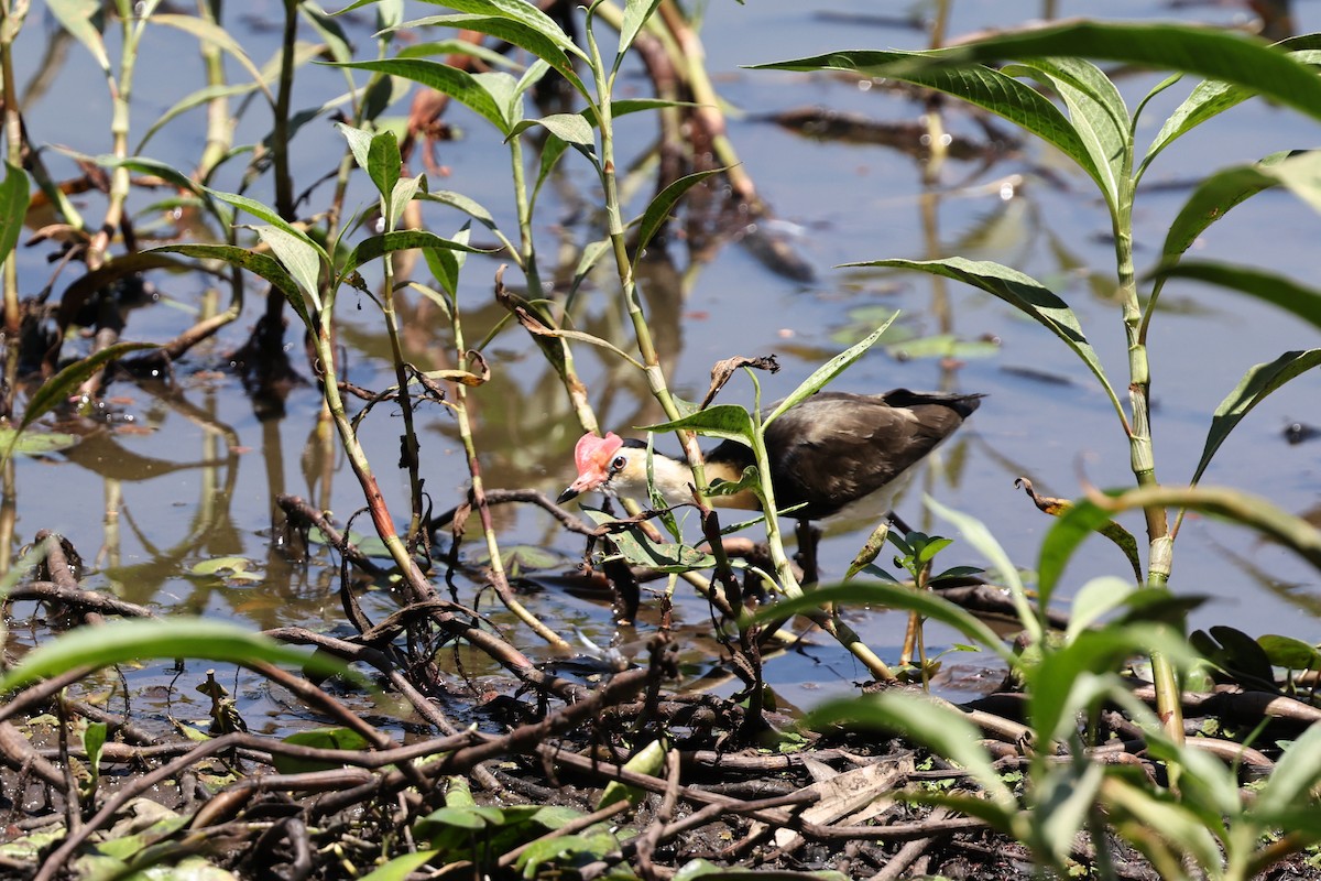 Comb-crested Jacana - ML645978295