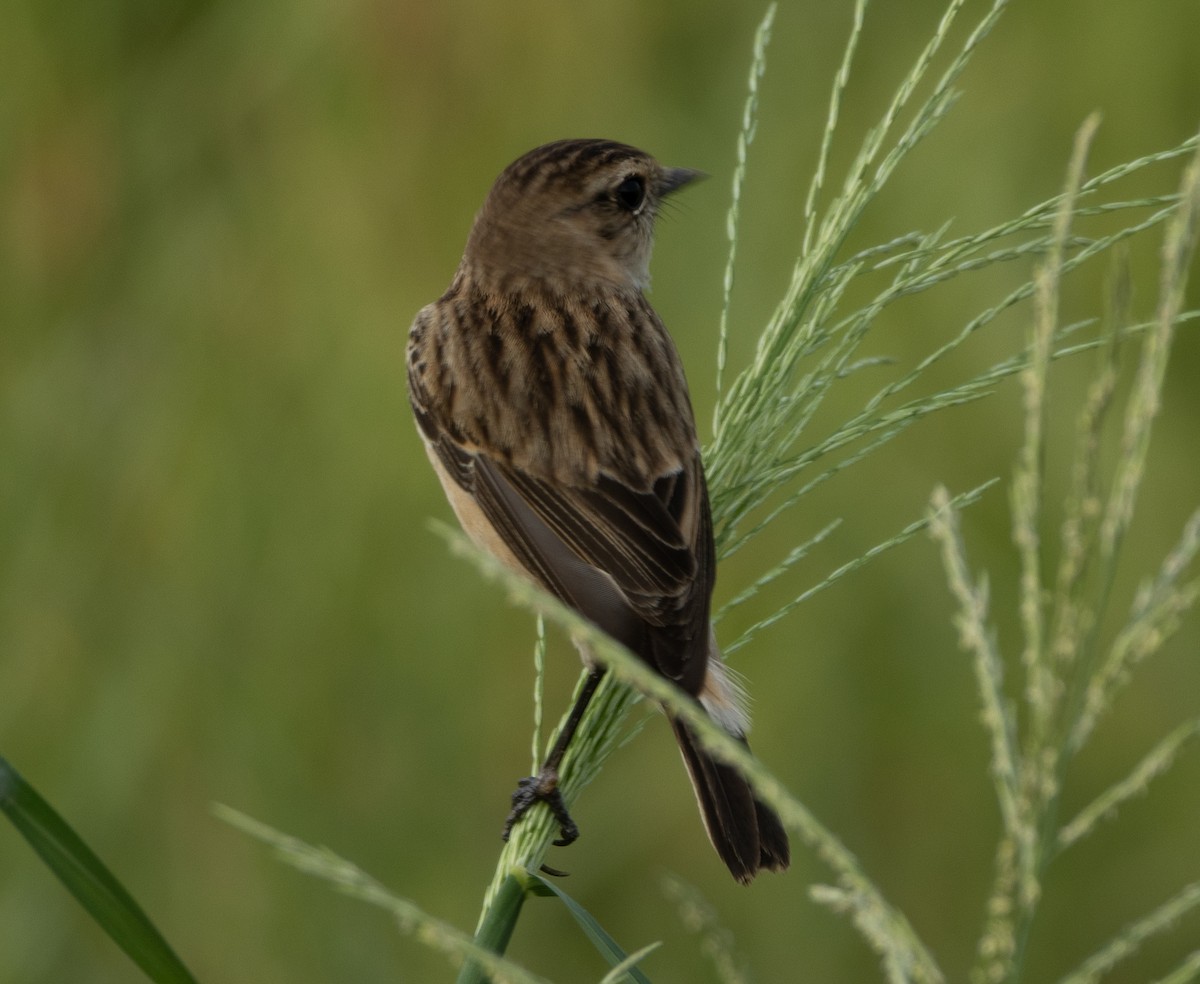 Siberian Stonechat - ML645978296
