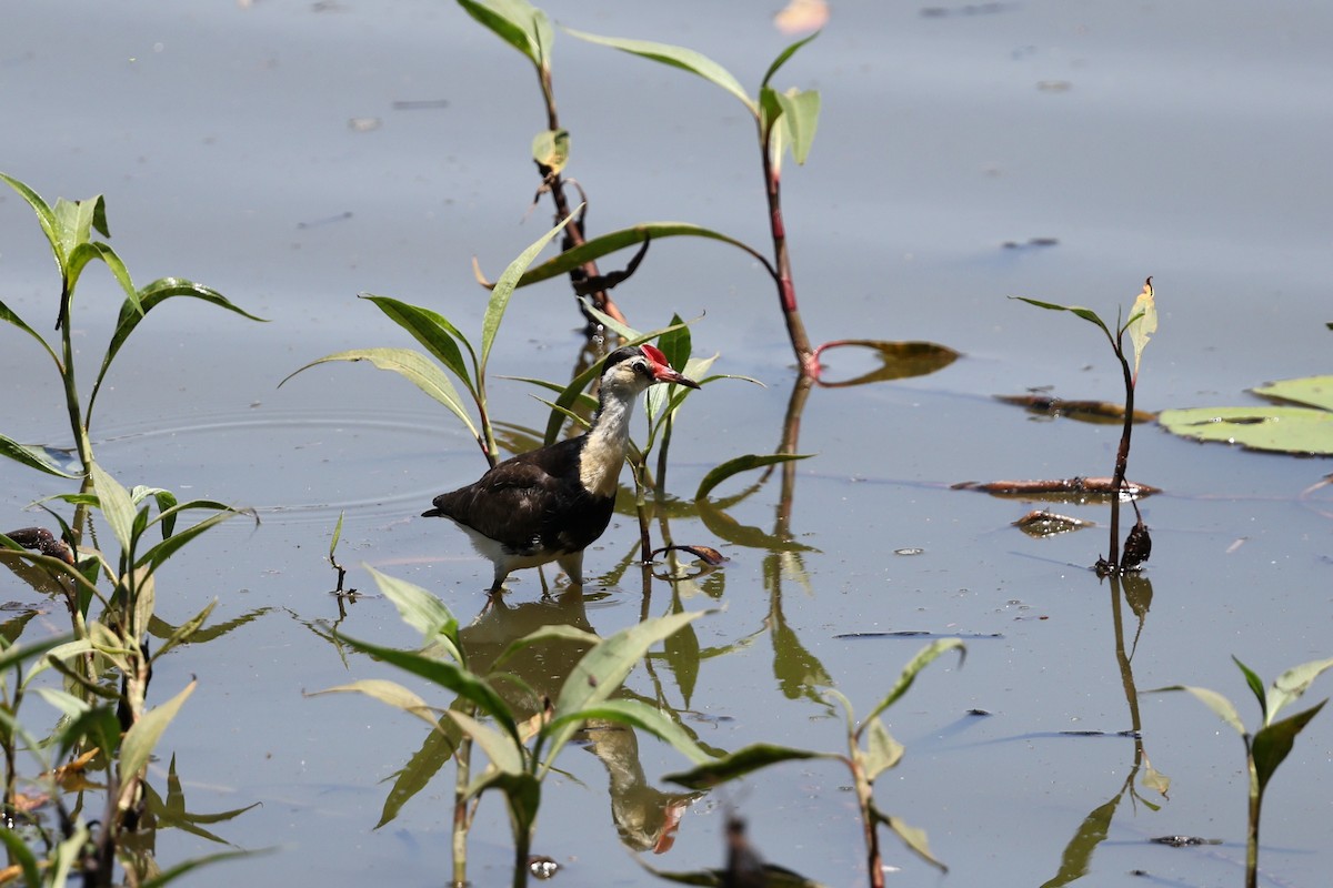 Comb-crested Jacana - ML645978298