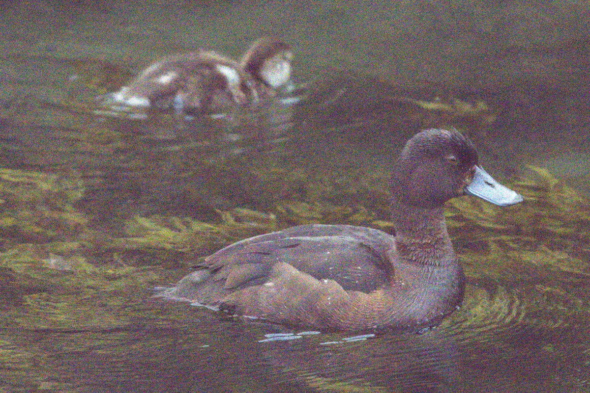 New Zealand Scaup - ML645978299