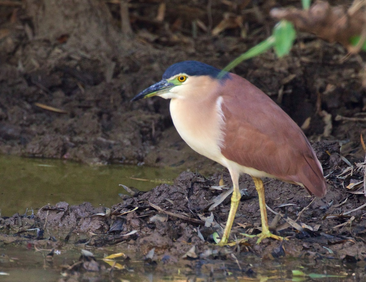 Nankeen Night Heron - ML645978304