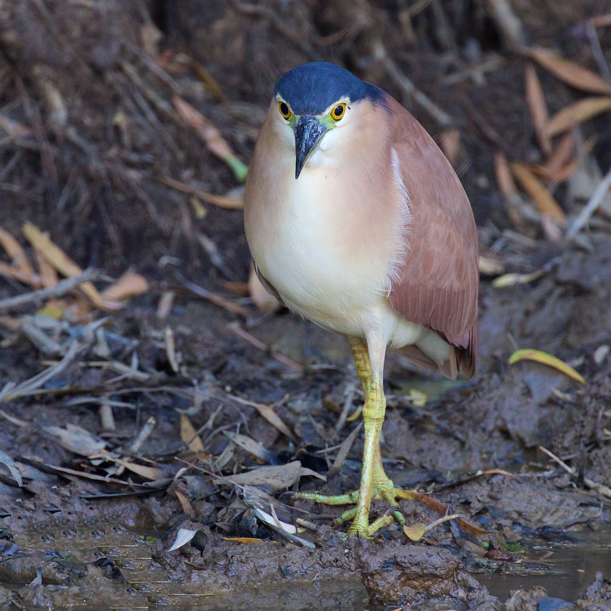 Nankeen Night Heron - ML645978305
