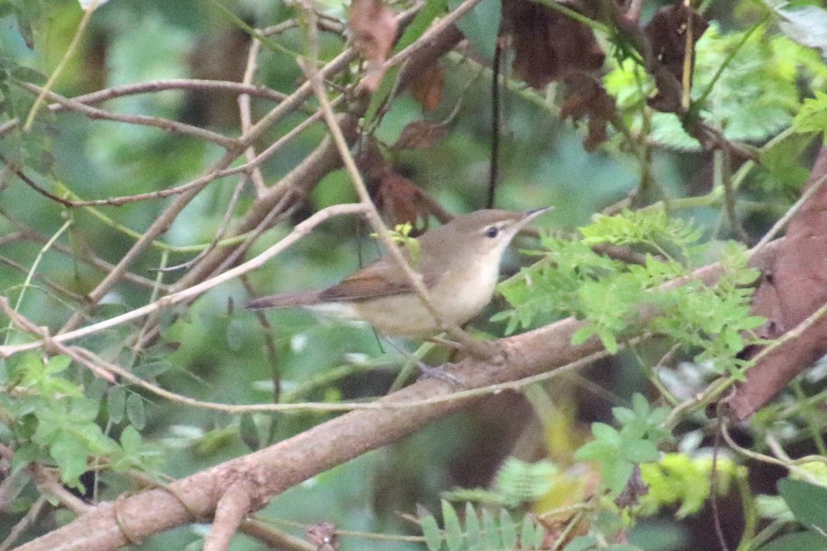 Blyth's Reed Warbler - ML645978307