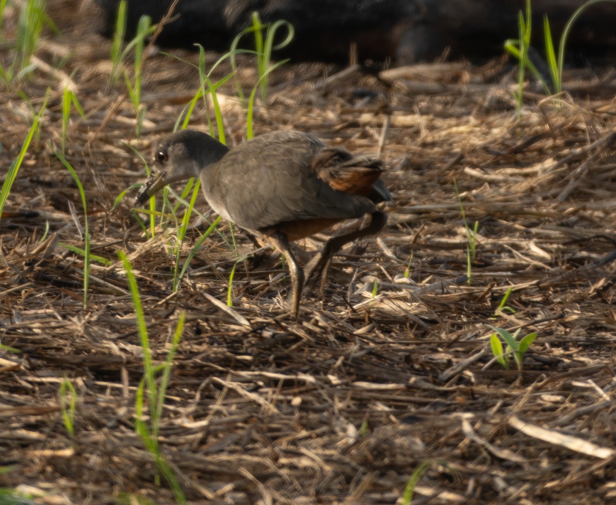 White-breasted Waterhen - ML645978308