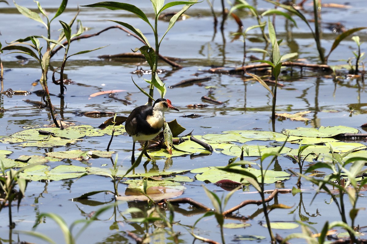 Comb-crested Jacana - ML645978309