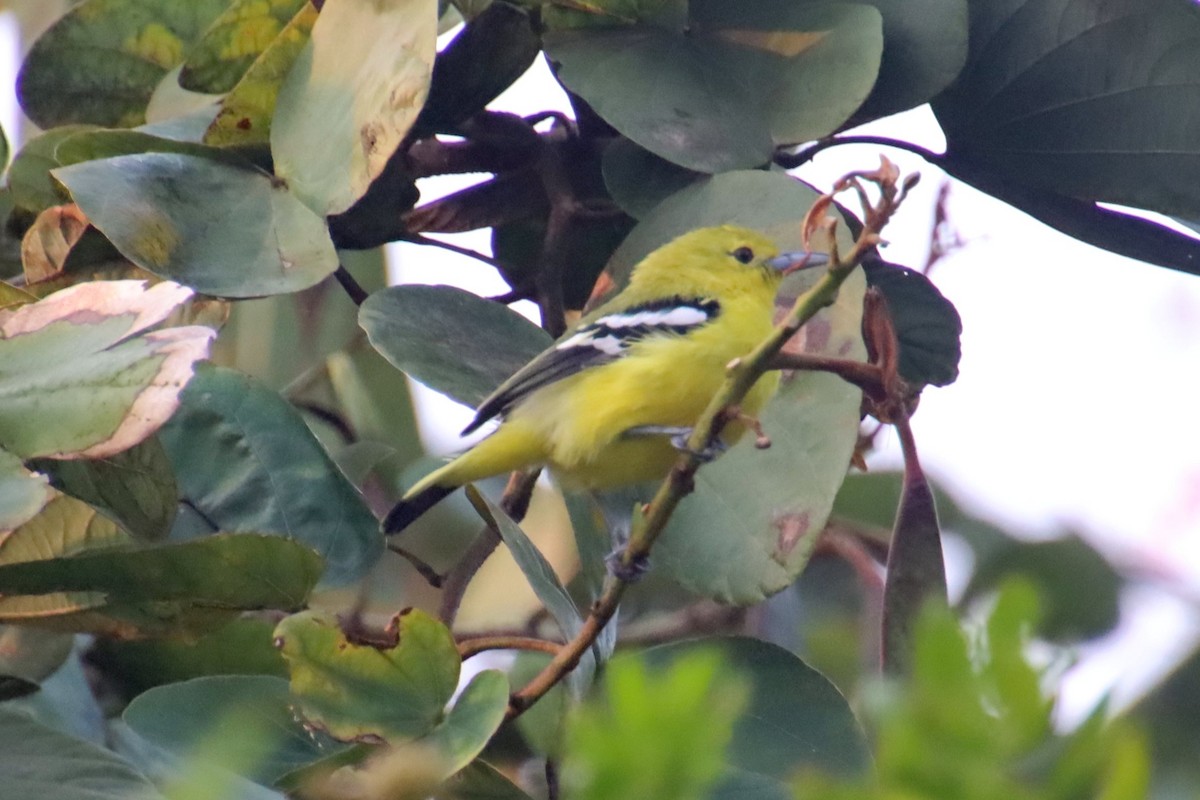 Common Iora - ML645978310