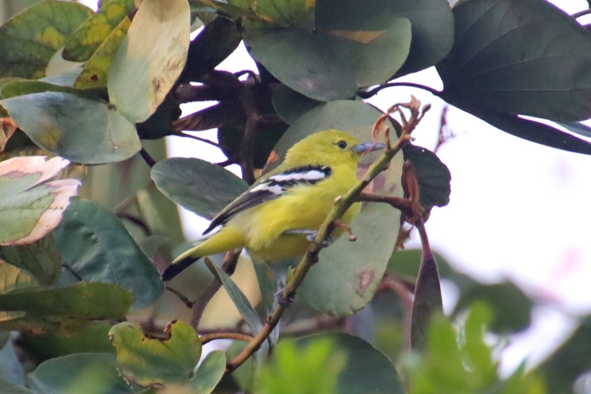Common Iora - ML645978311