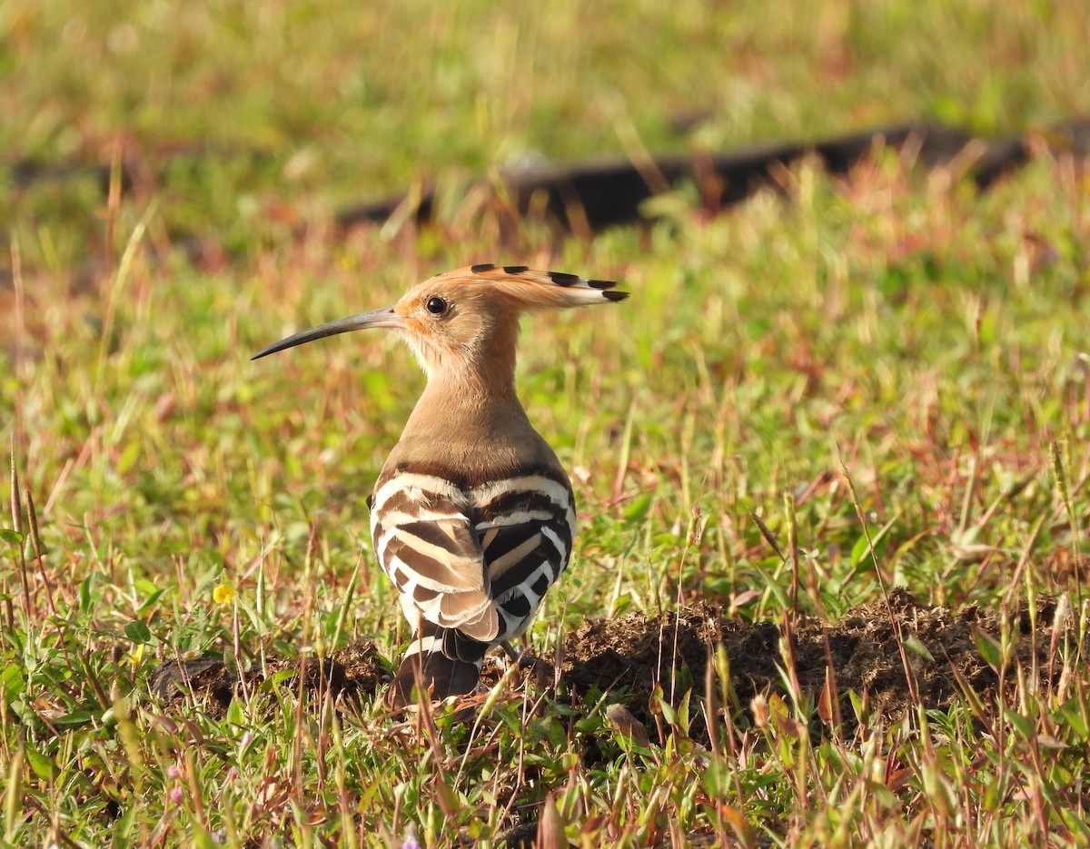 Common Hoopoe - ML645978312
