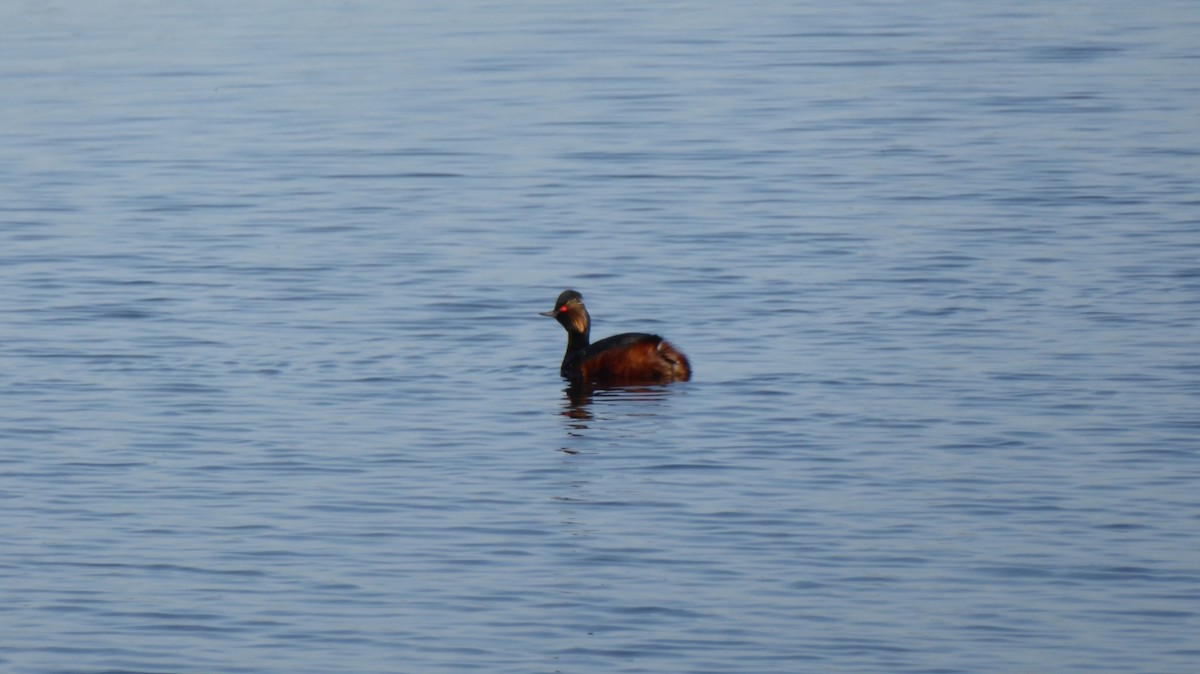 Eared Grebe - ML645978313