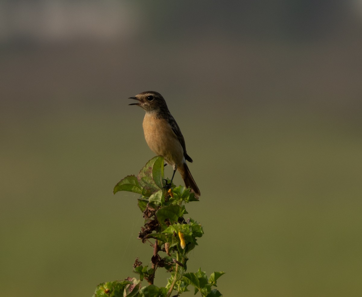 Siberian Stonechat - ML645978314