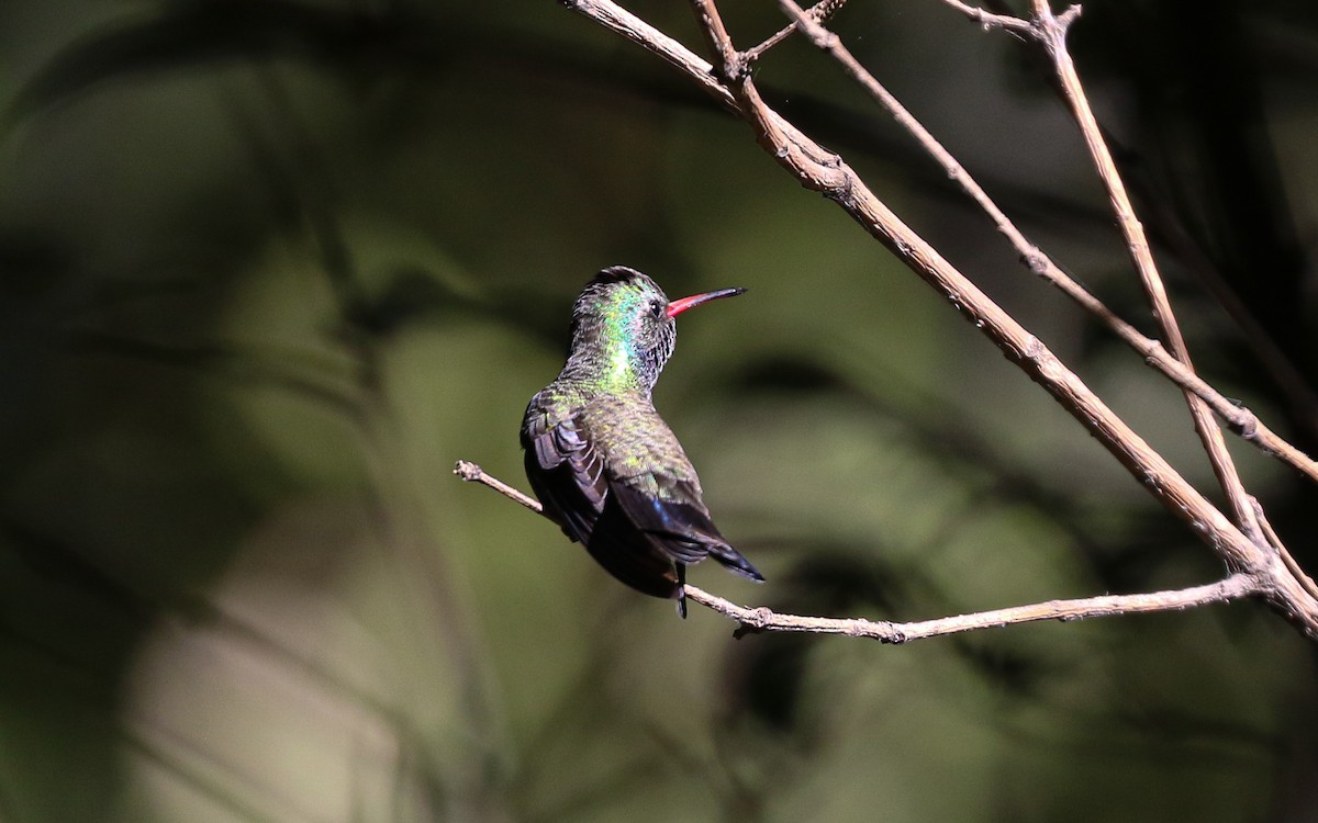 Broad-billed Hummingbird - ML645978317
