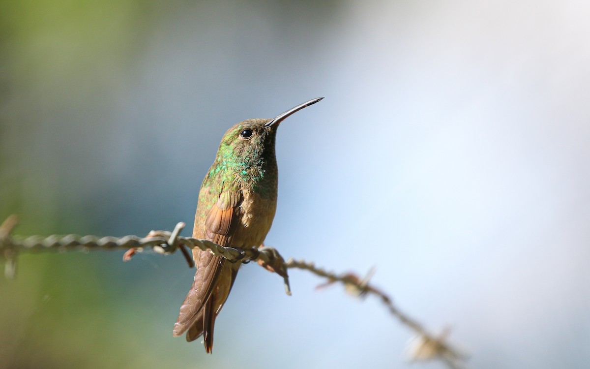 Berylline Hummingbird (Northern) - ML645978323