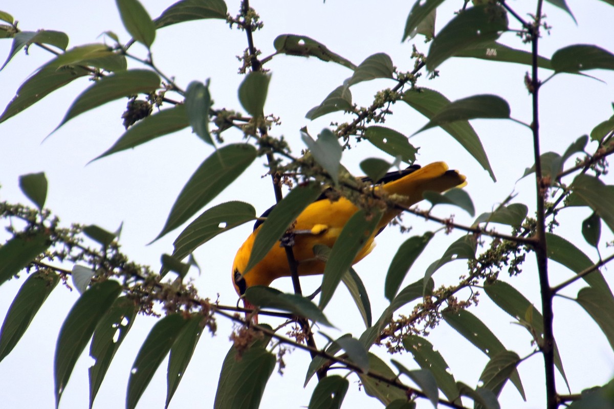 Indian Golden Oriole - ML645978326