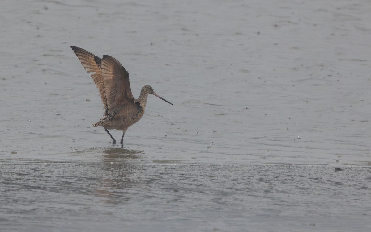 Marbled Godwit - ML645978336