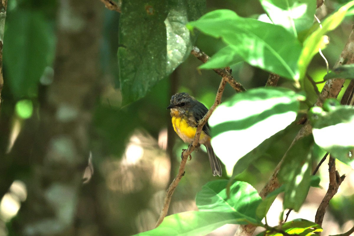 Doğulu Sarı Bülbül - ML645978342