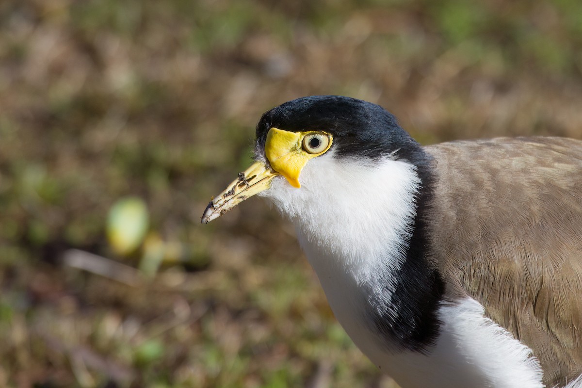 Masked Lapwing - ML645978356