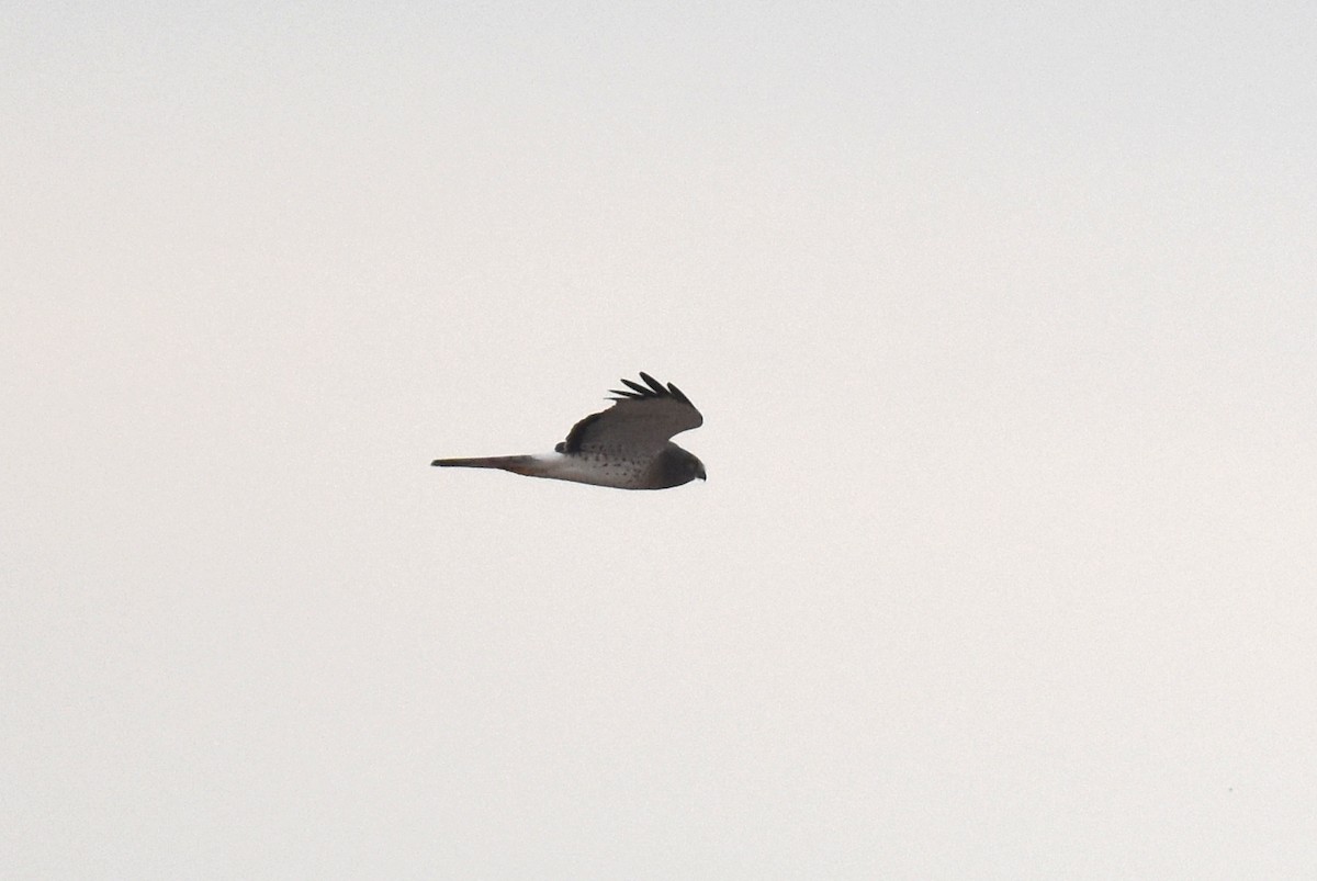 mørkmyrhauk - ML645978362