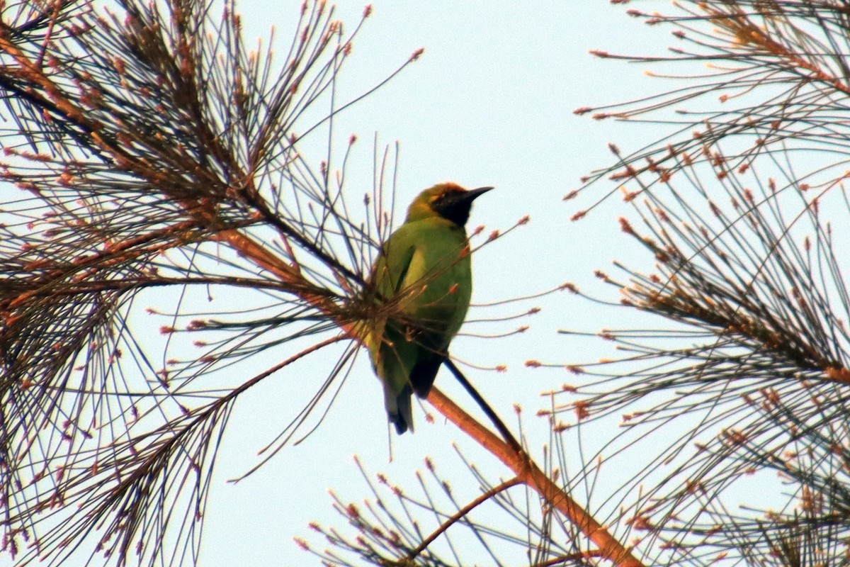 Golden-fronted Leafbird - ML645978364
