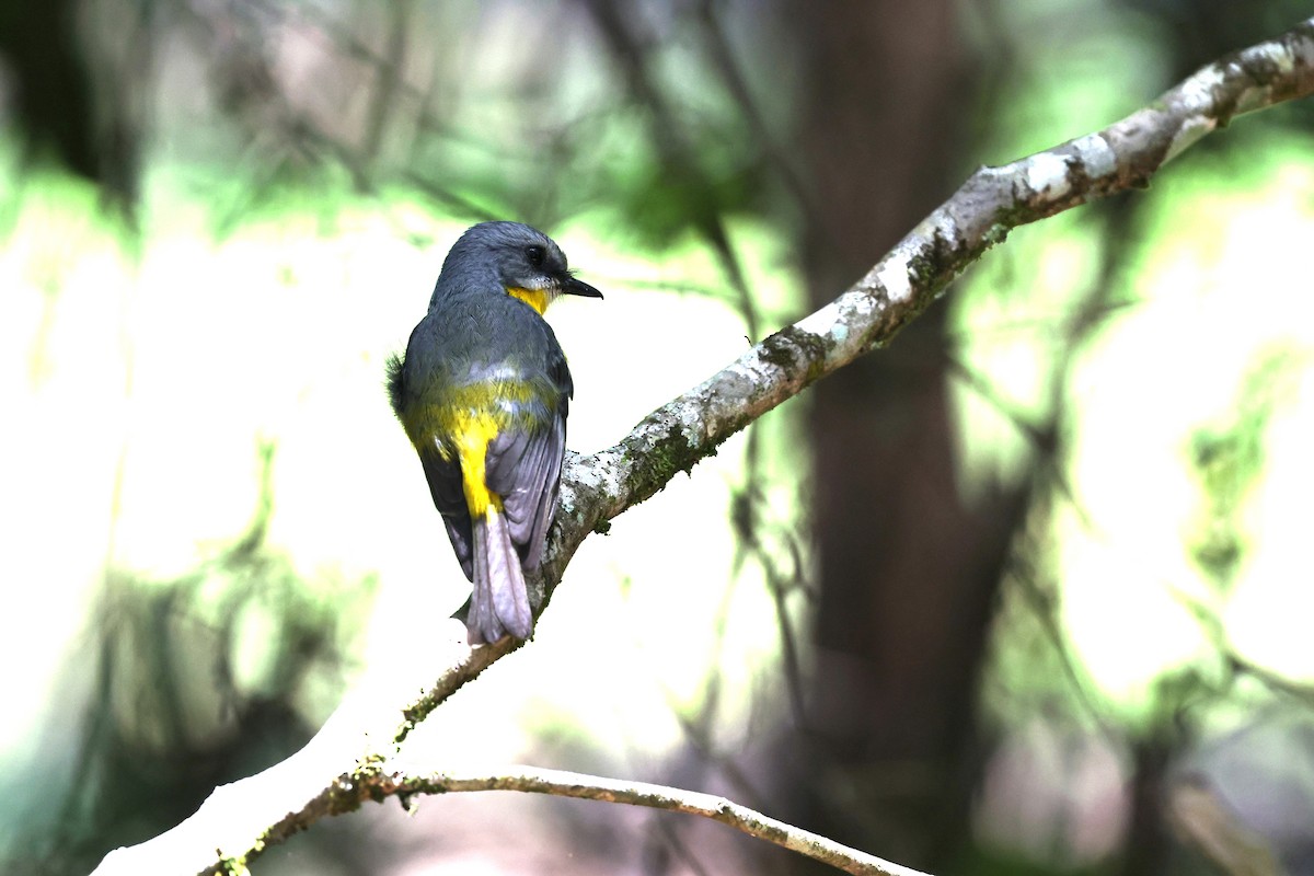 Doğulu Sarı Bülbül - ML645978366