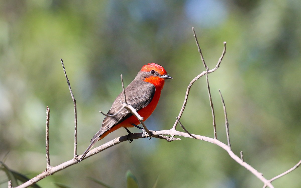 Vermilion Flycatcher (Northern) - ML645978378