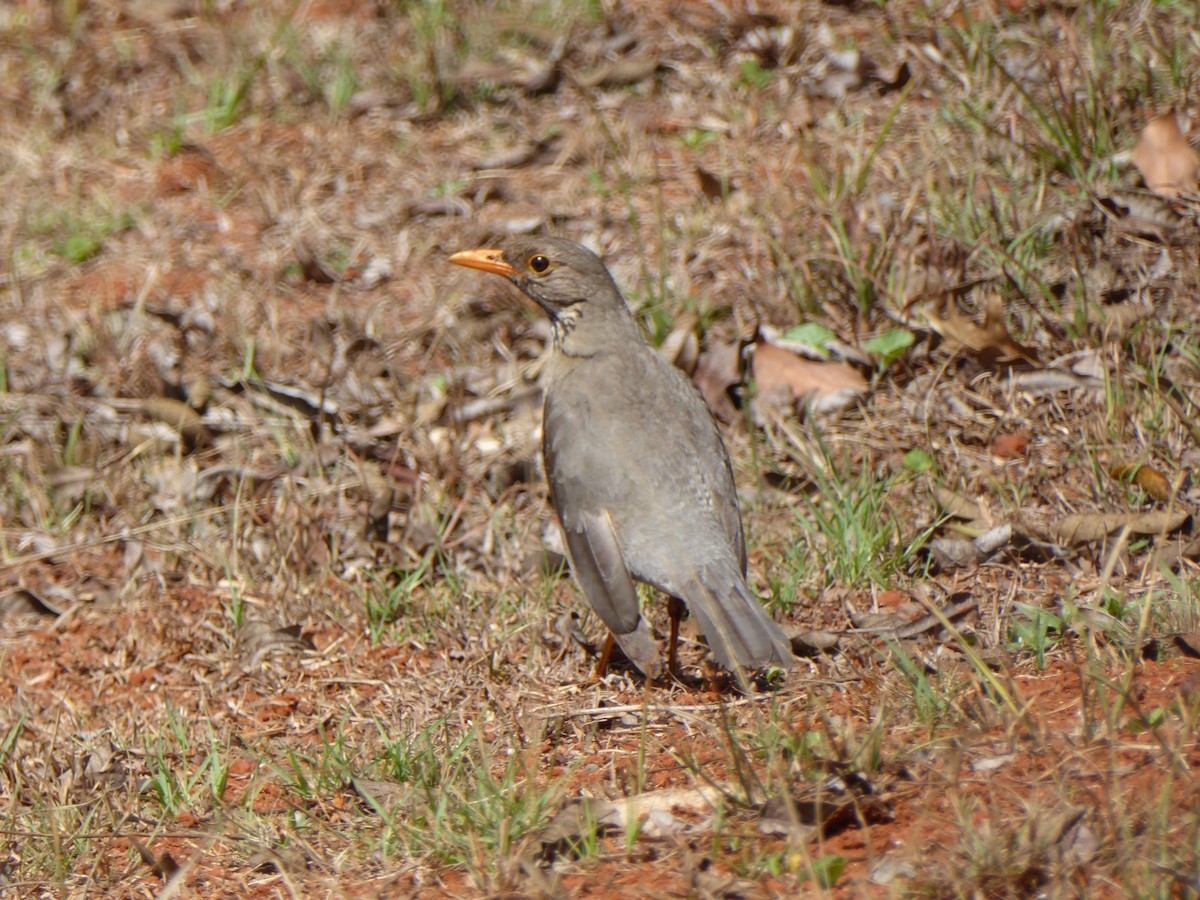 Kurrichane Thrush - ML645978385