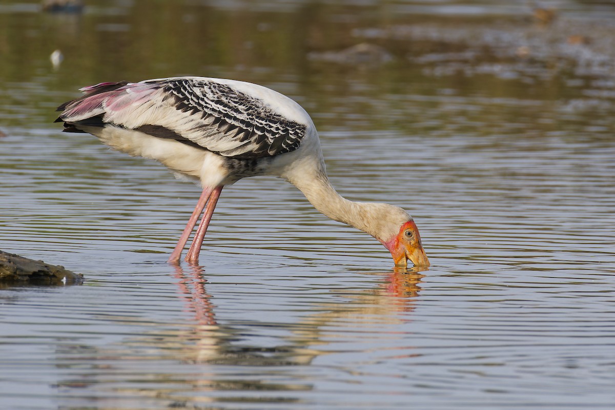 Painted Stork - ML645978388