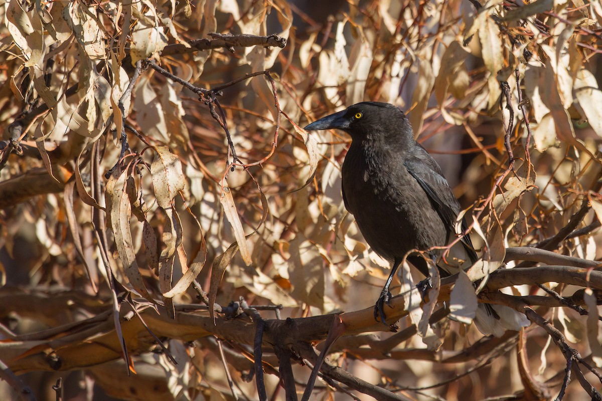 Gray Currawong (Clinking) - ML645978389