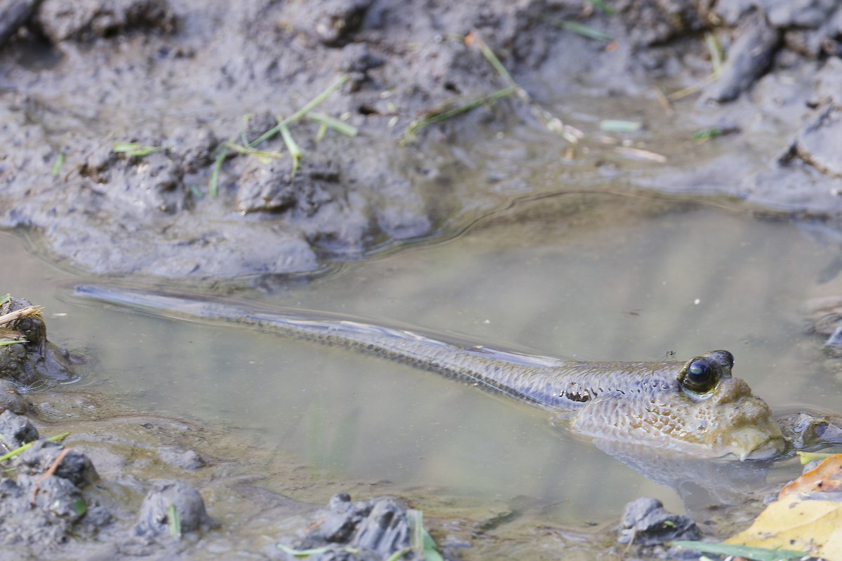 Giant Mudskipper - ML645978394