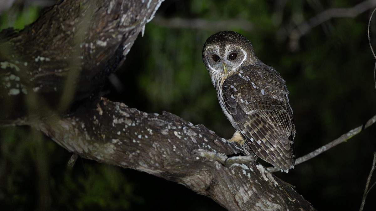 Mottled Owl - ML645978426