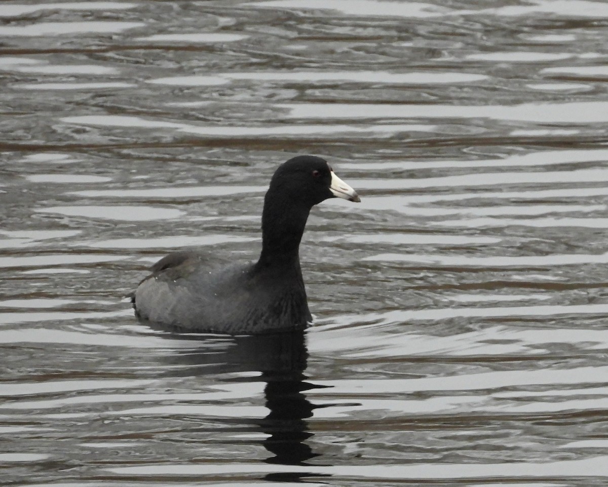American Coot - ML645978434
