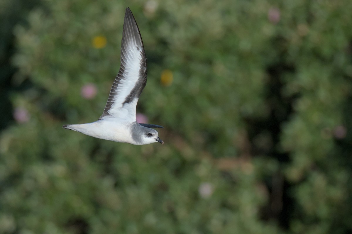 Black-winged Petrel - ML645978438