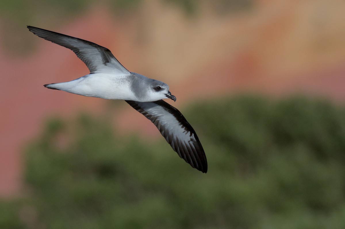 Black-winged Petrel - ML645978439