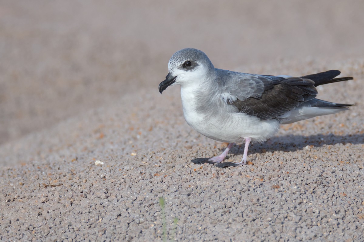 Black-winged Petrel - ML645978440