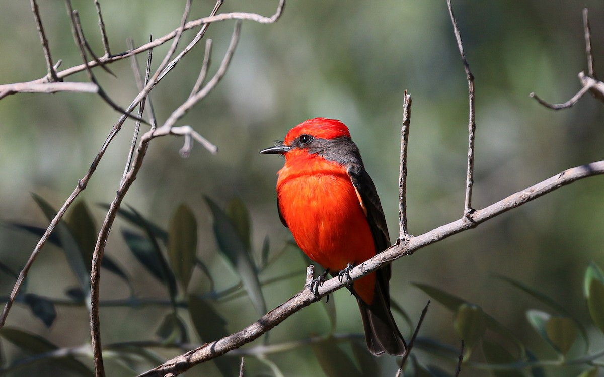 Vermilion Flycatcher (Northern) - ML645978441