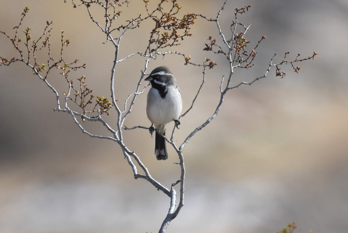 ノドグロヒメドリ - ML645978442