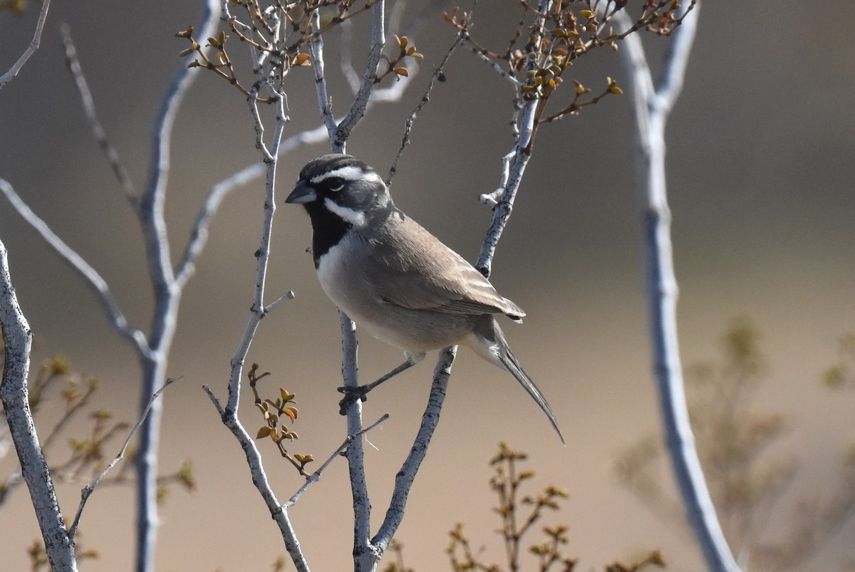 ノドグロヒメドリ - ML645978443