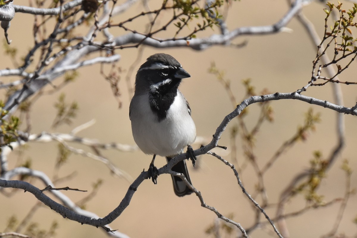 ノドグロヒメドリ - ML645978446