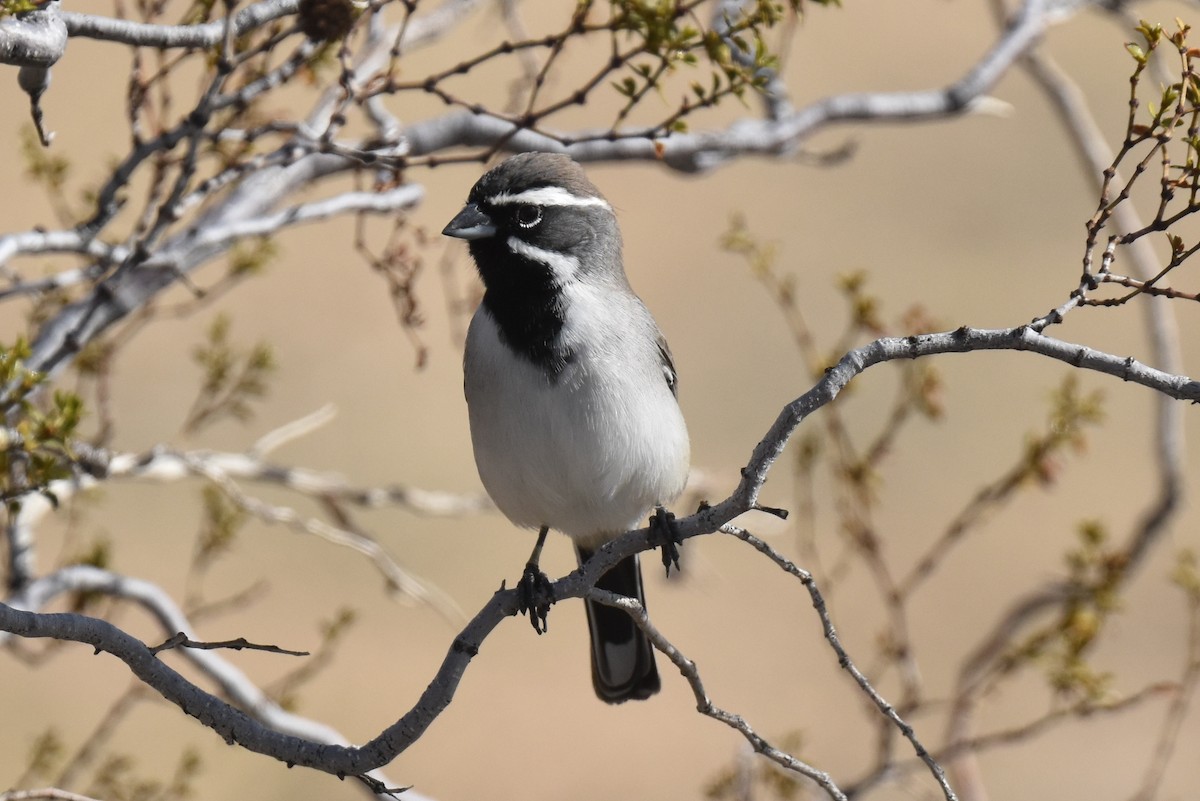 ノドグロヒメドリ - ML645978450