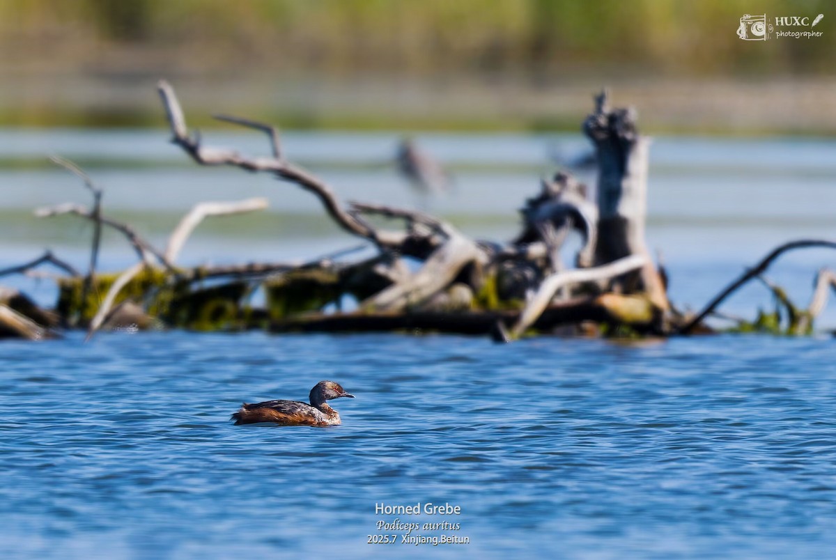 Txilinporta urrebelarria - ML645978452