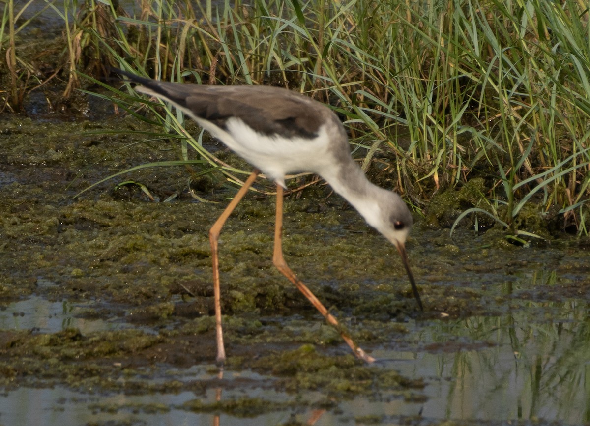 Black-winged Stilt - ML645978463