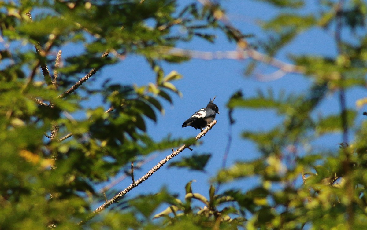 Black Baza - ML645978468